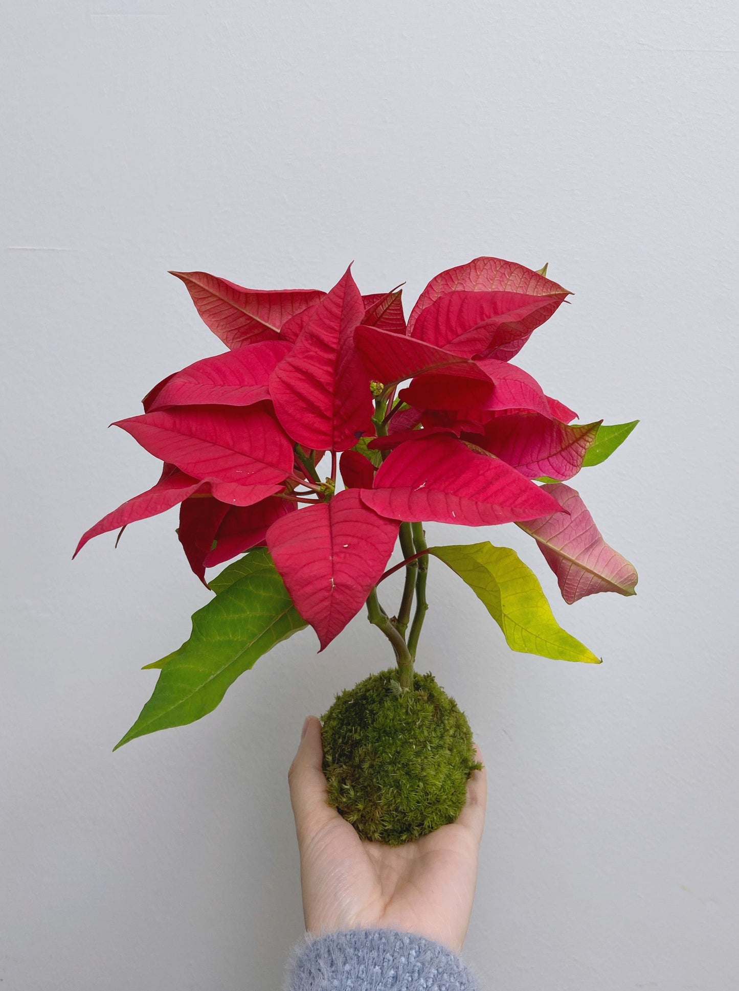 聖誕苔球 |聖誕紅 | 聖誕禮物 家具裝飾 可訂製植物和樣式