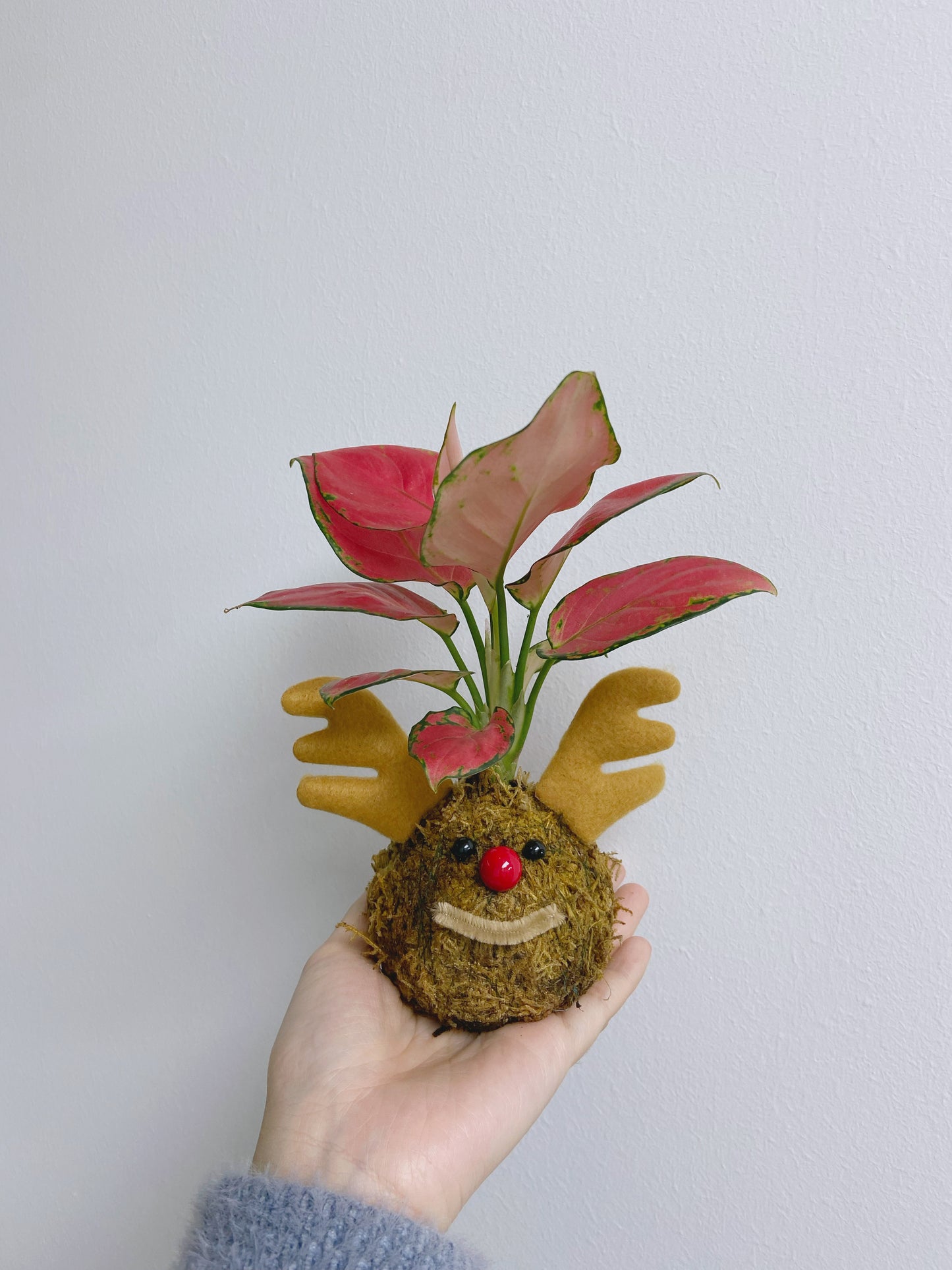 聖誕苔球 | 彩葉萬年青 | 聖誕禮物 家具裝飾 可訂製植物和樣式