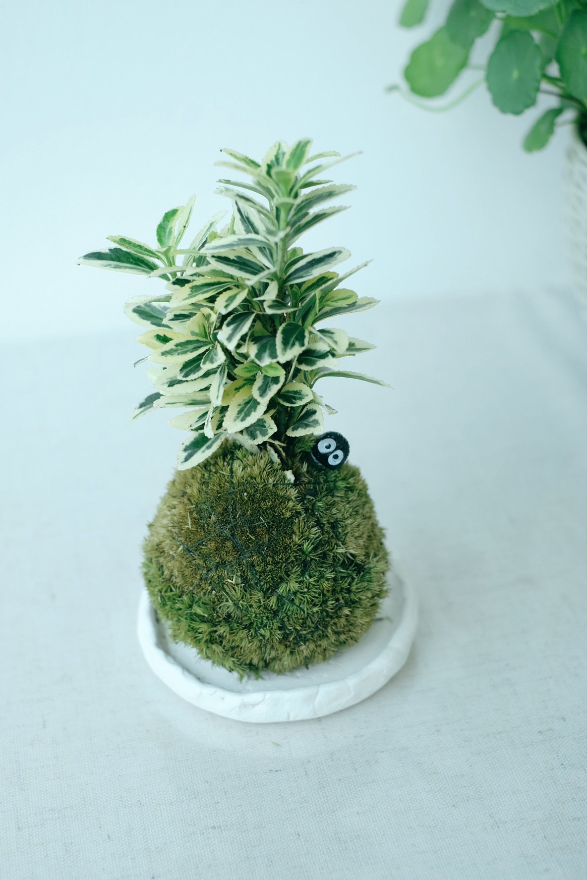 聖誕工作坊 |聖誕苔球修習課