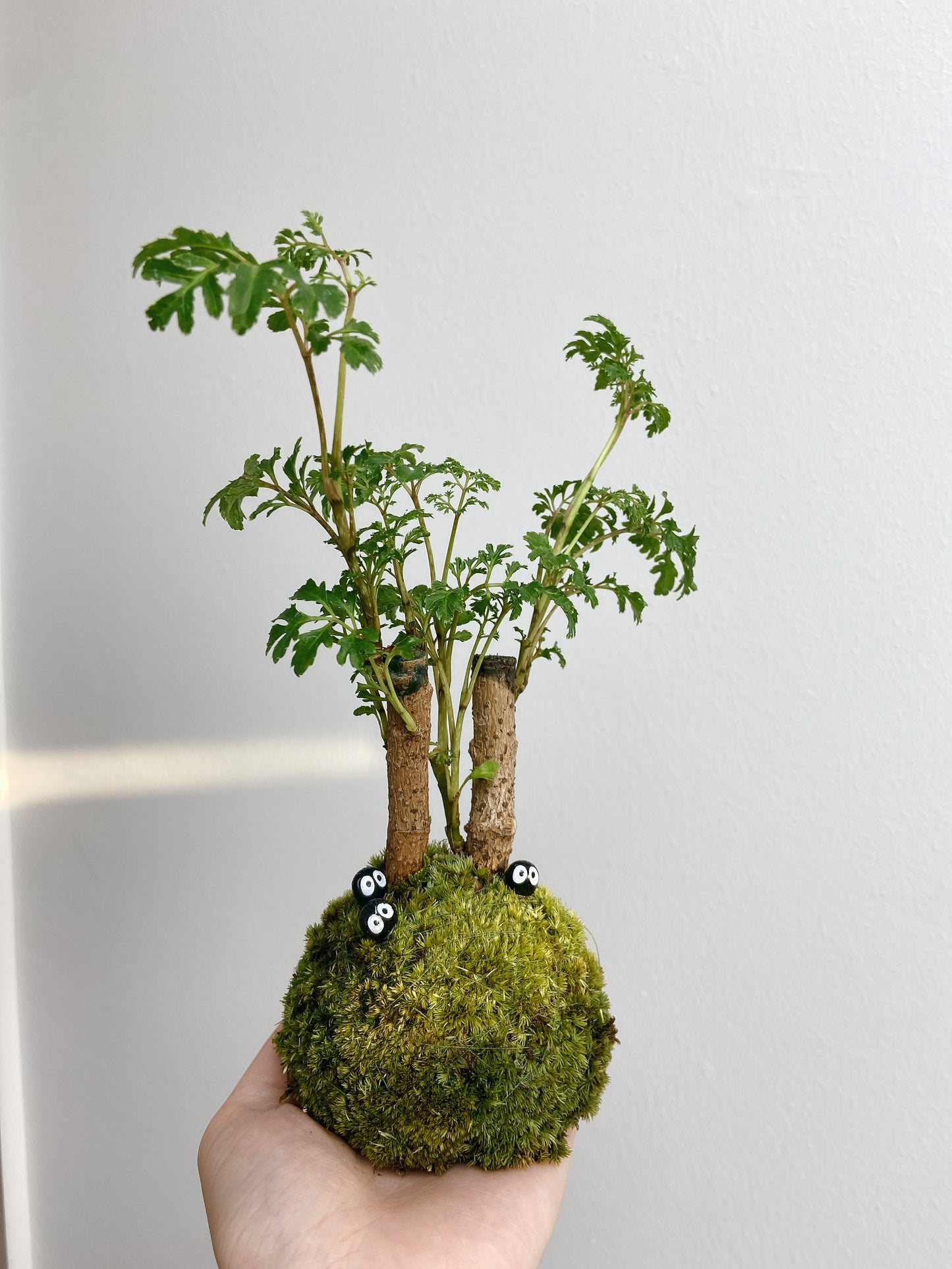 工作坊|苔玉修習課 - 恆常工作坊|植物工作坊|苔球工作坊