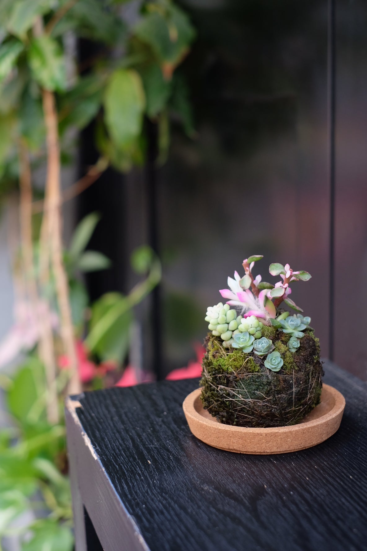 苔玉 | 苔球 |新年苔球