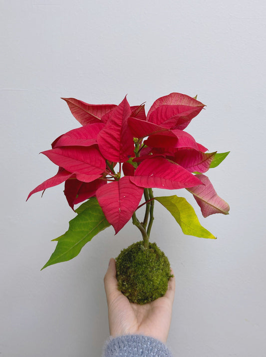 聖誕苔球 ｜聖誕紅 ｜ 聖誕禮物 家具裝飾 可訂製植物和樣式