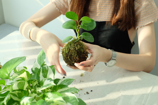 工作坊｜苔玉修習課 - 恆常工作坊｜植物工作坊｜苔球工作坊