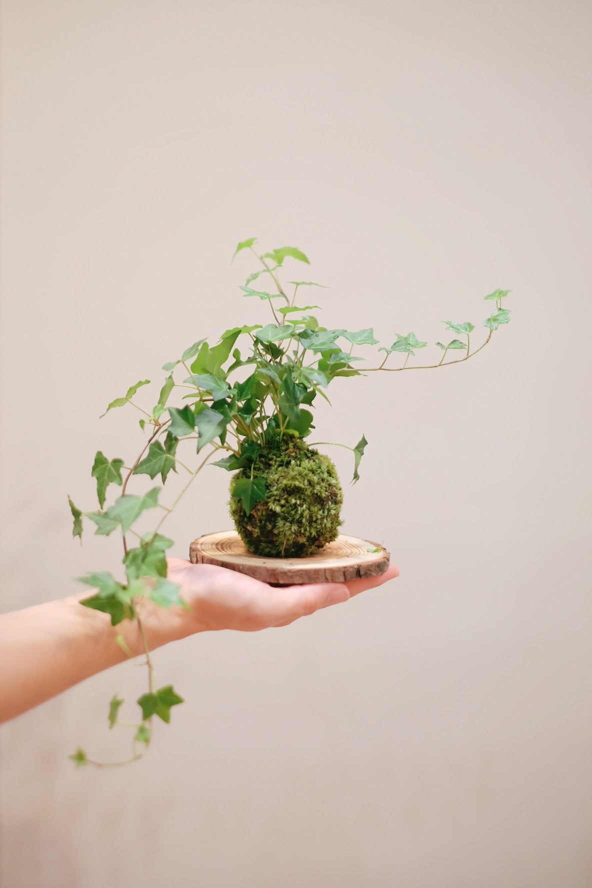工作坊｜苔玉修習課 - 恆常工作坊｜植物工作坊｜苔球工作坊