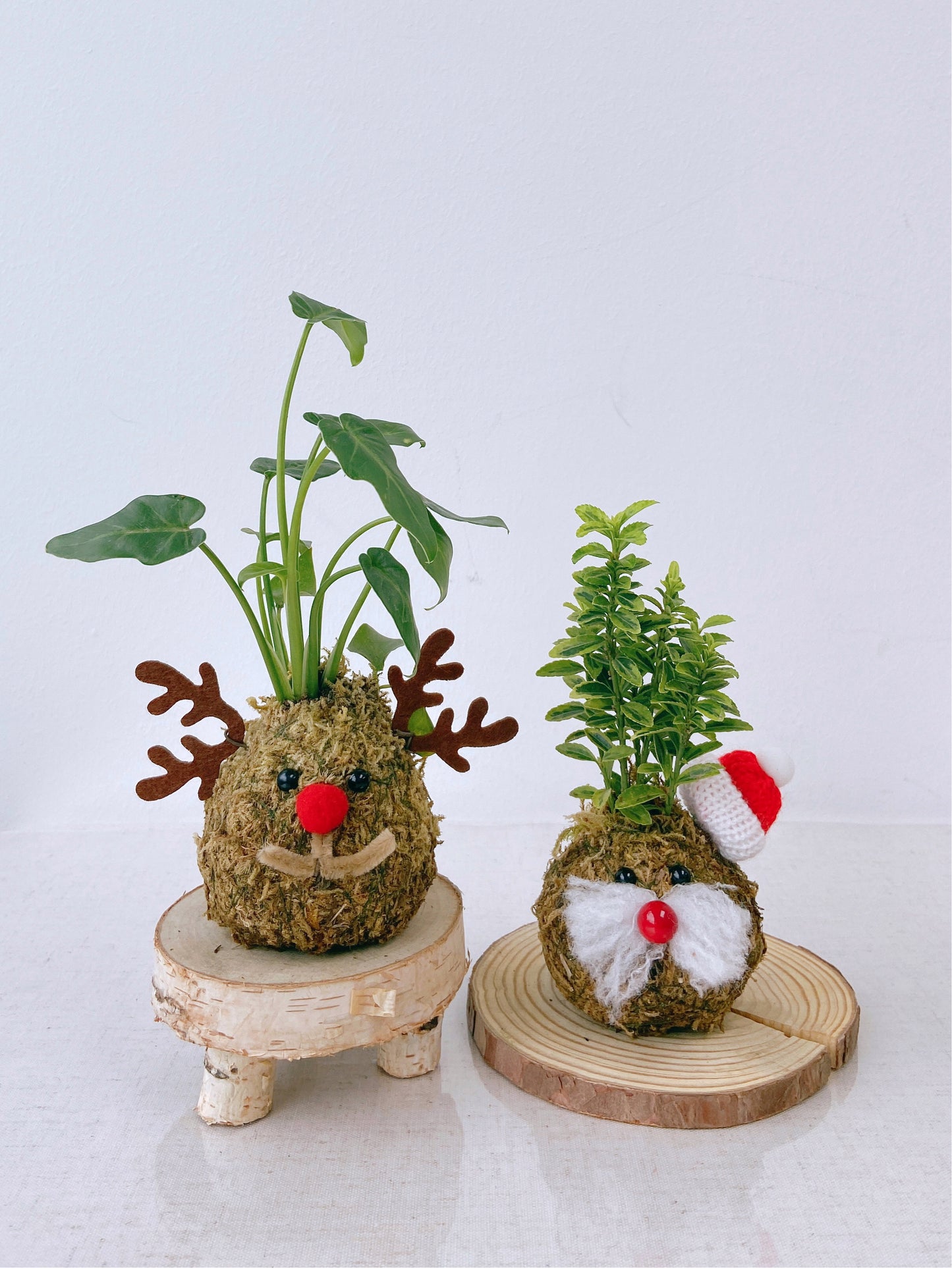 聖誕工作坊 ｜聖誕苔球修習課