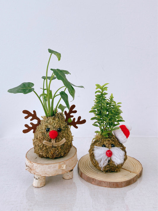 聖誕工作坊 ｜聖誕苔球修習課