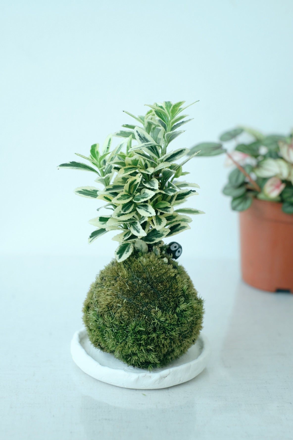 工作坊｜苔玉修習課 - 恆常工作坊｜植物工作坊｜苔球工作坊
